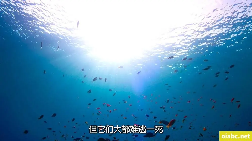 DS-12 宽衣解带说唱新星剧照2
